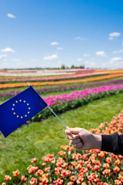 Vista ritagliata di uomo che tiene bandiera d'Europa vicino campo tulipani colorati e cielo blu con nuvole — Foto stock