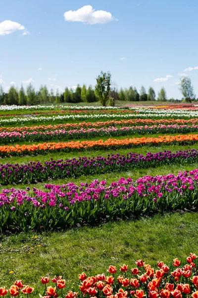 Campo de tulipanes coloridos con cielo azul y nubes - foto de stock