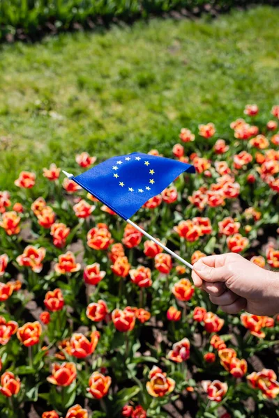 Vista cortada do homem segurando bandeira da Europa perto do campo de tulipas coloridas — Fotografia de Stock