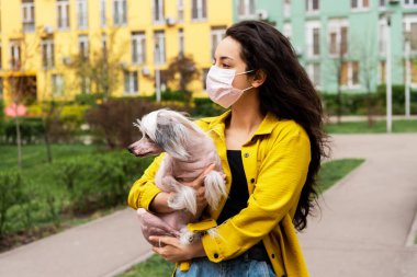 attractive girl in pink medical mask walking with chinese crested dog in city clipart