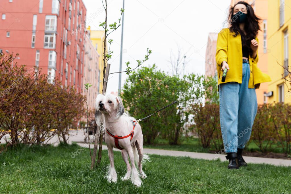 beautiful woman in medical mask walking with chinese crested dog in park