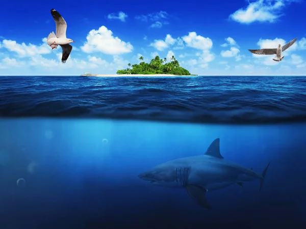 Under the island and the sea shark — Stock Photo, Image