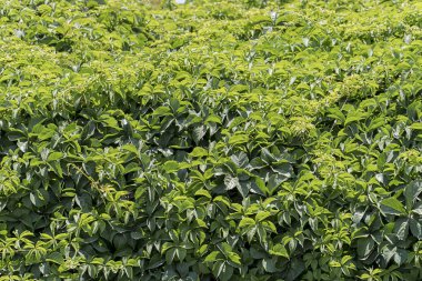 yaprak yeşil duvar dokusu arka plan