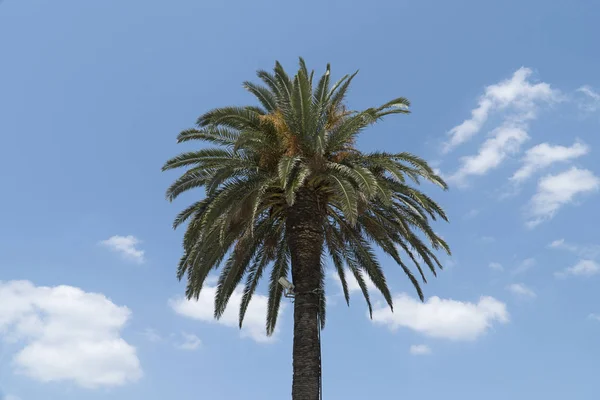 Palm Tree Sky — Stock Photo, Image