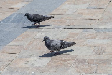 Tepeli güvercin kuş yürüyüş ve yerde beslenme