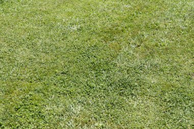 Yeşil çimen doğa arka plan dokusu