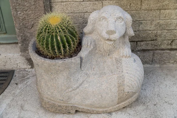 Бетонний горщик зелений кактус — стокове фото