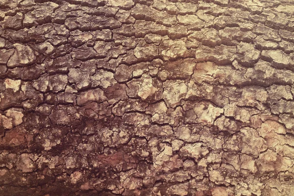 Texture Arbre Tronc Arbre — Photo