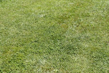 Yeşil çimen doğa arka plan dokusu