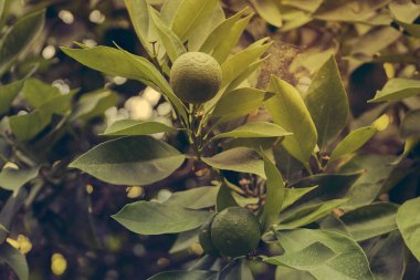  Otomatik sulama yakın çekim