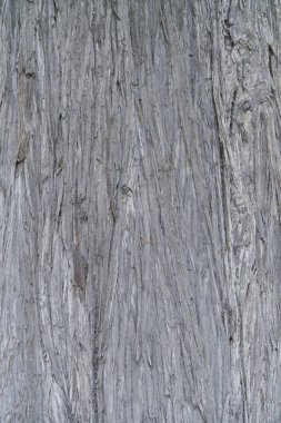 Ağaç doku / ağaç detay