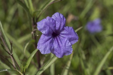 Güzel renkli çiçek arkaplanı
