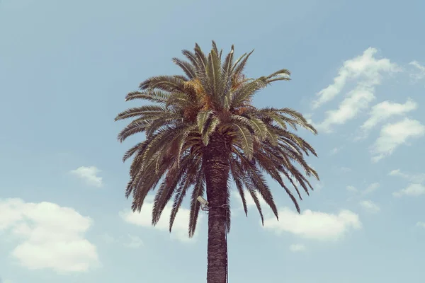 Palmeira Céu — Fotografia de Stock