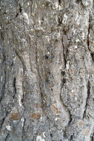 Tree Texture / Tree detail