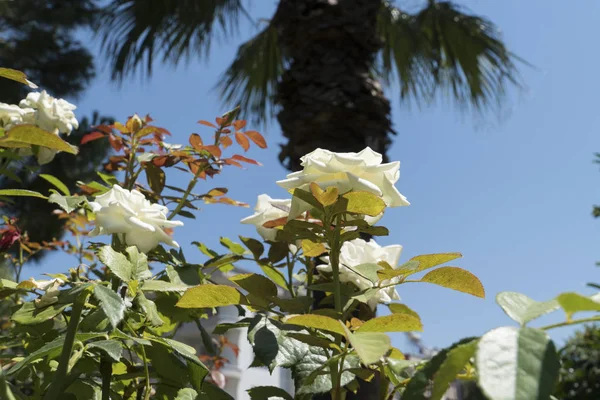 Hermosas Flores Fondo Flor Blanca — Foto de Stock