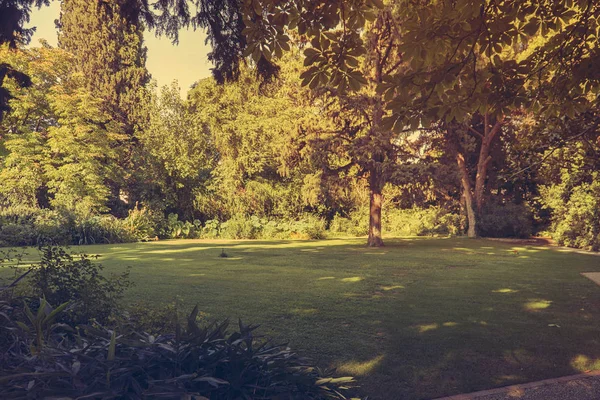 Schöner Garten Gras Und Baum — Stockfoto