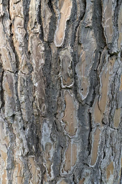 Struttura Dell Albero Dettaglio Dell Albero — Foto Stock