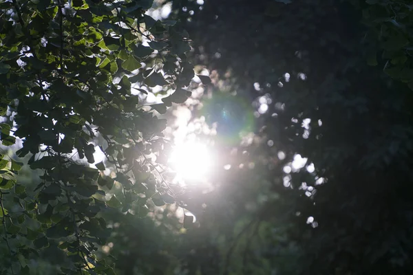 Luz Solar Floresta Verde — Fotografia de Stock