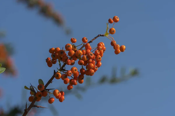 Pyracantha Coccinea பழங — ஸ்டாக் புகைப்படம்