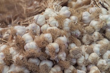 ampul sarımsak / arka plan sarımsak