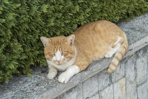 Gato Rua Bonito Gato Lindo — Fotografia de Stock