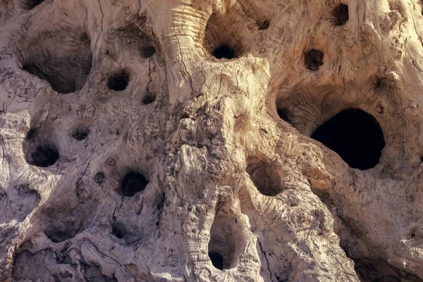 Eski Zeytin Ağaç Gövdesi — Stok fotoğraf