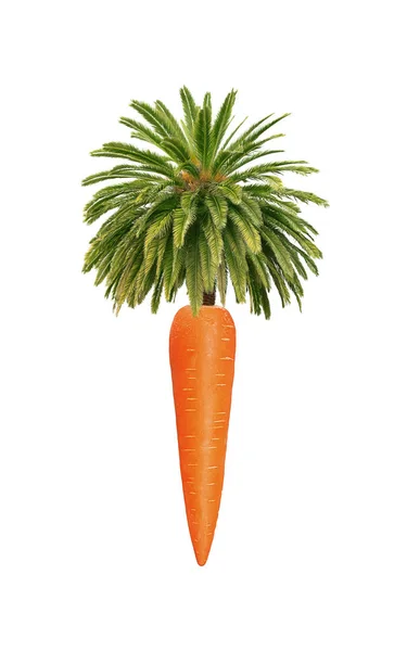 Palm Oranje Wortel — Stockfoto