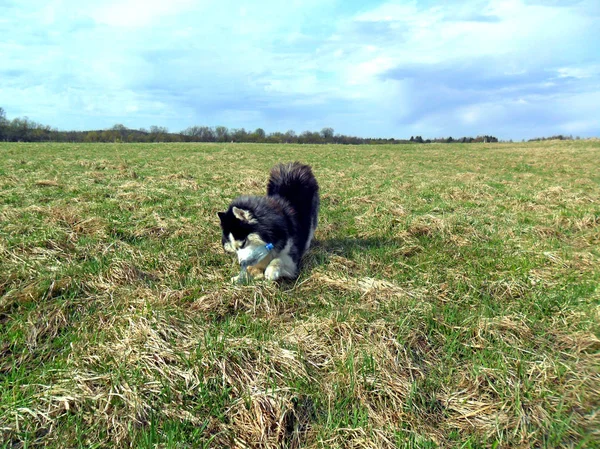 Husky na polu — Zdjęcie stockowe