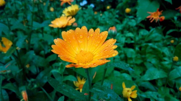 Flor amarela sob a chuva — Fotografia de Stock