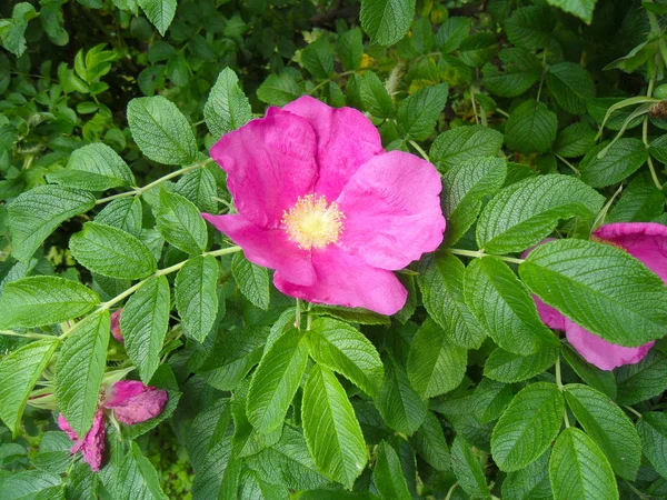 Grandi rose rosa con foglie verdi — Foto Stock