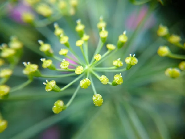 Kleine gele bloemen foto voor achtergrond — Stockfoto