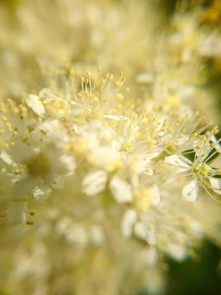 Macro foto kleine witte bloemen voor achtergrond — Stockfoto