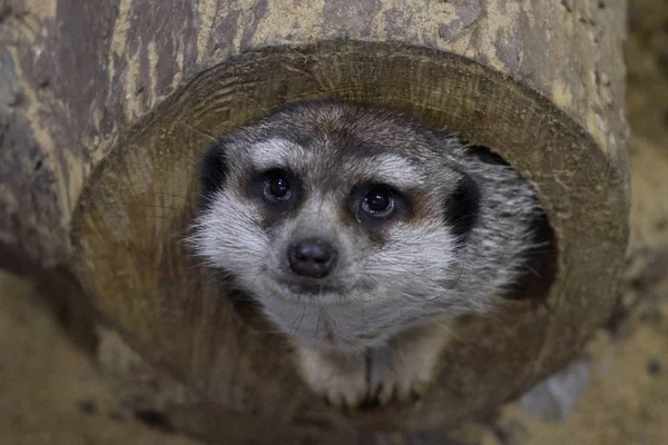 Meerkat olhando para fora de um log — Fotografia de Stock