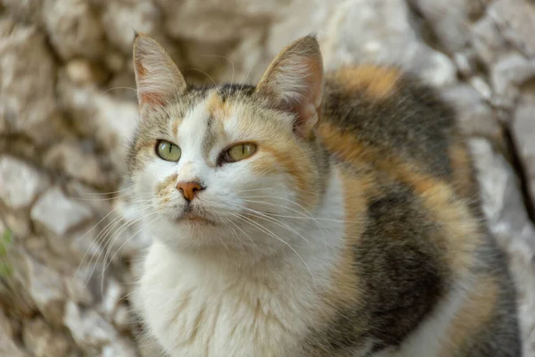 Porträtt av trefärgad katt — Stockfoto