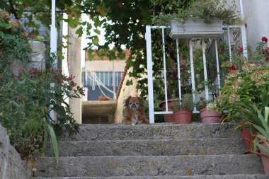 Evi koruyan ön kapıda oturan köpek.