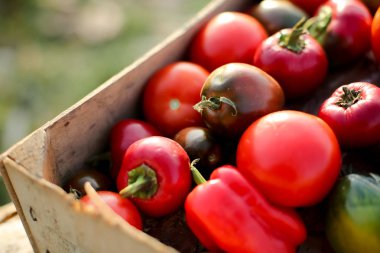 Altın organik kiraz domates Şubesi.