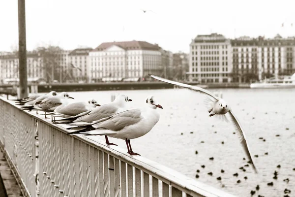 Gaivotas sentadas em um corrimão perto do rio Hudson — Fotografia de Stock