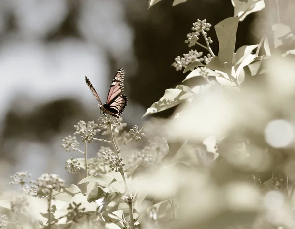 Monarca Farfalla su un fiore. Fotografia Stock