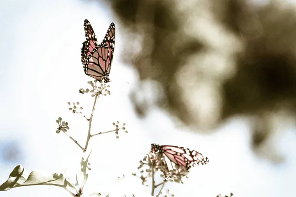 Monarch Butterfly op een bloem. Stockfoto