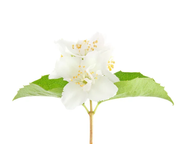 Květina jasmin se zelenými listy — Stock fotografie