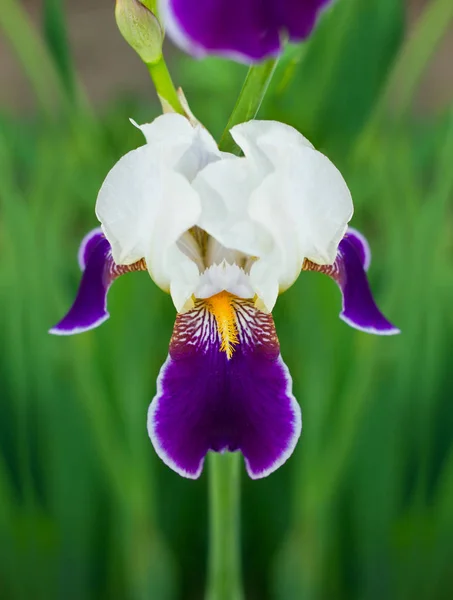 Біло-фіолетова квітка ірису — стокове фото