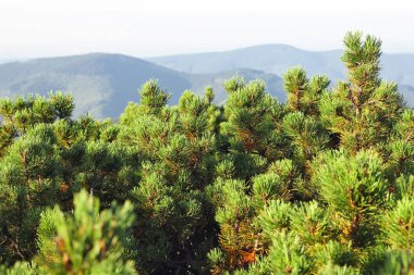 Koruluğa ardıç (Juniperus)