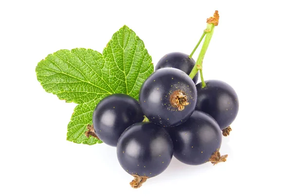 Succoso ribes nero fresco con foglia verde Foto Stock