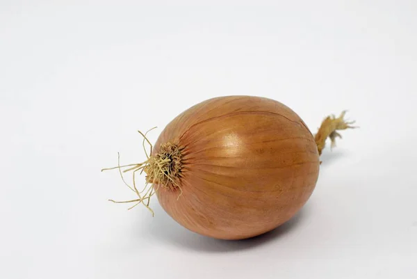 Beyaz zemin üzerinde bir soğan — Stok fotoğraf