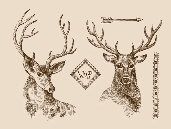 Cerfs dessinés à la main — Image vectorielle