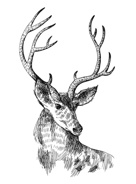 Hand drawn deer — Stock Vector