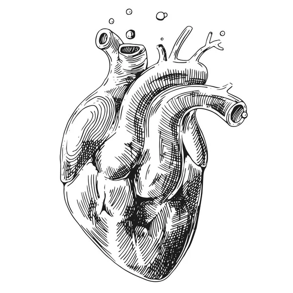 Schets van menselijk hart — Stockvector