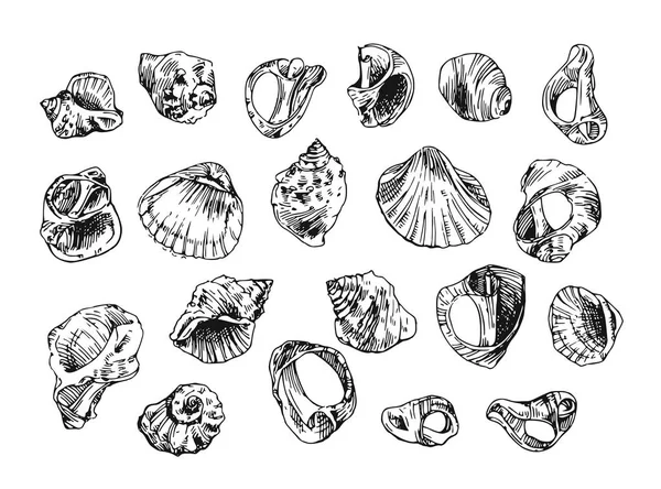 Ilustração com conchas do mar —  Vetores de Stock