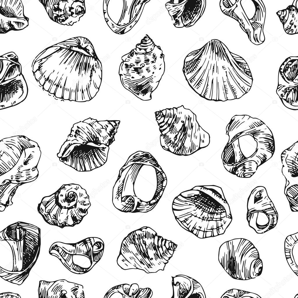 illustration  with sea shells