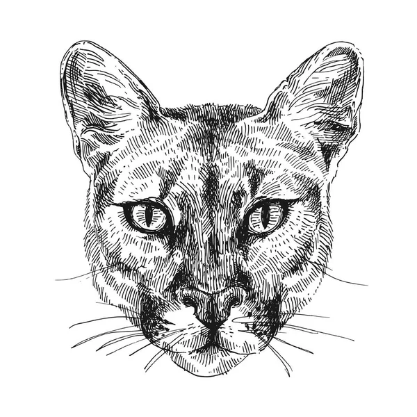 Ilustración del boceto puma — Archivo Imágenes Vectoriales
